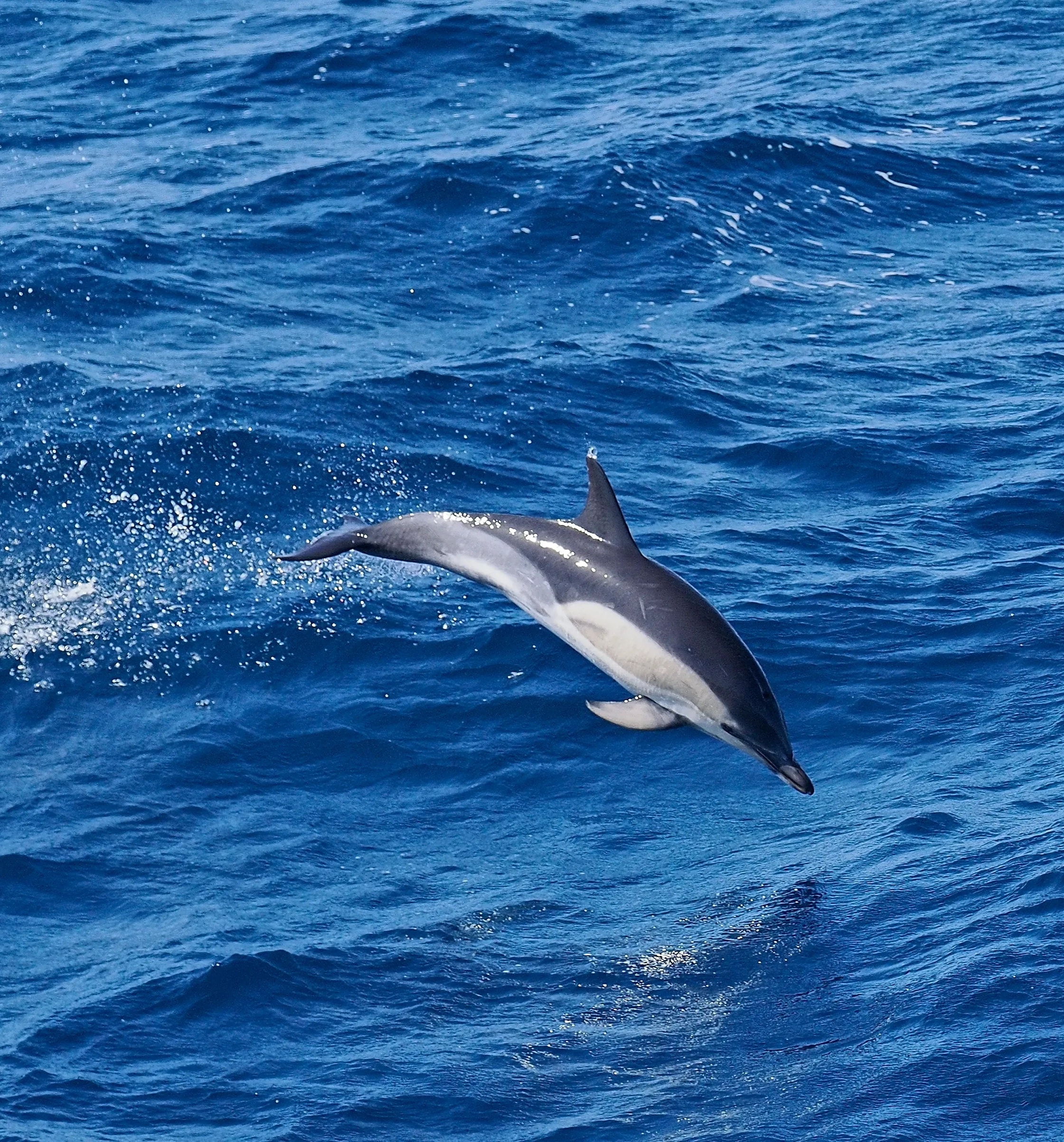 Currentline — Long-beaked common dolphin