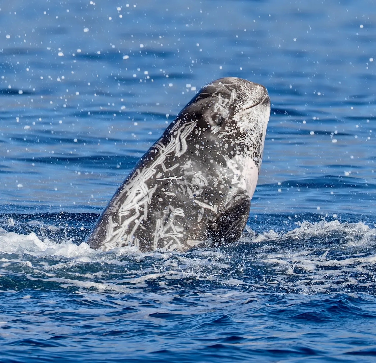 Deepsong — Risso's dolphin