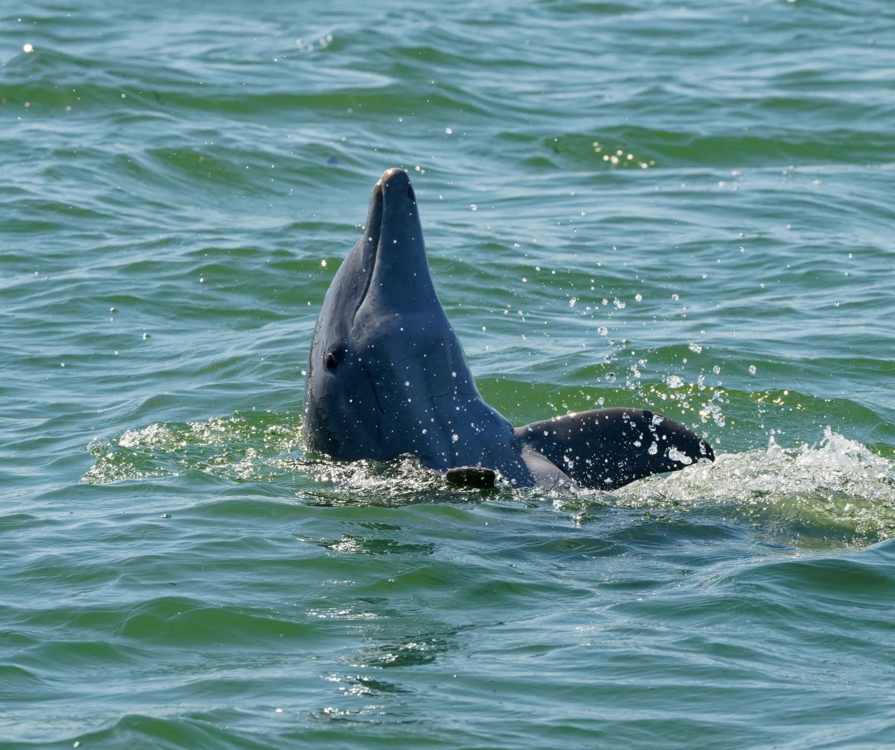 Echo — Common bottlenose dolphin